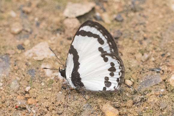 Caleta roxus roxana-5514 - Chiang Dao - 12/03/23