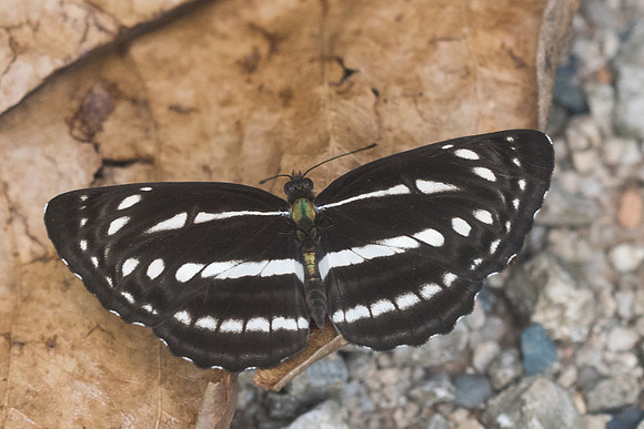 Neptis nata adipala-1983- Chiang Dao - 16/11/23