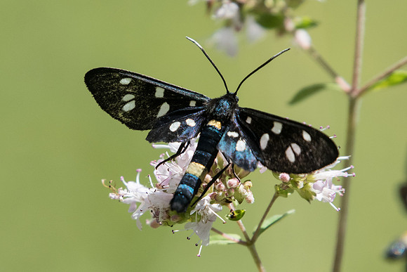 Amata phegea-5208 - Digne les bains