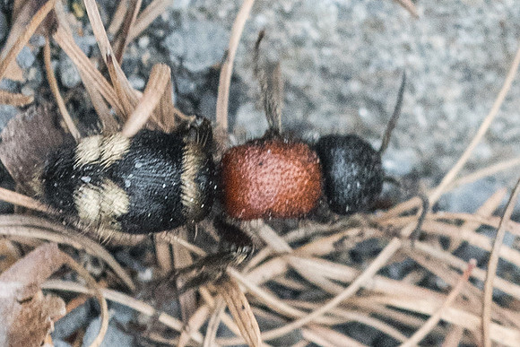 Insecte-2539