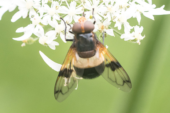 Insecte-2528