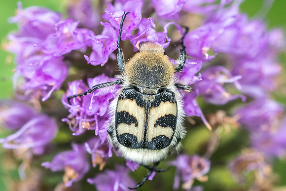 Insecte-2534