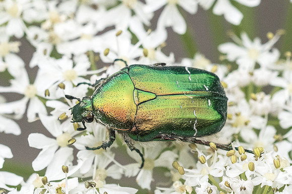 Insecte-2522