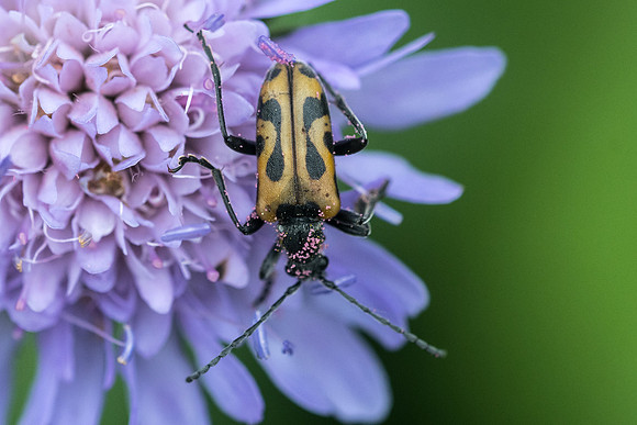 Insecte-2517