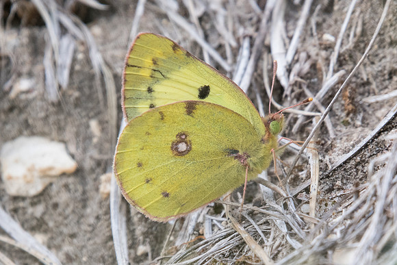 Colias alfacariensis ♀- Fontainebleau - 24/05/20