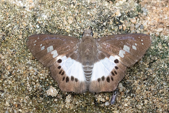 Seseria strigata-3790 - Chiang Dao - 19/03/24