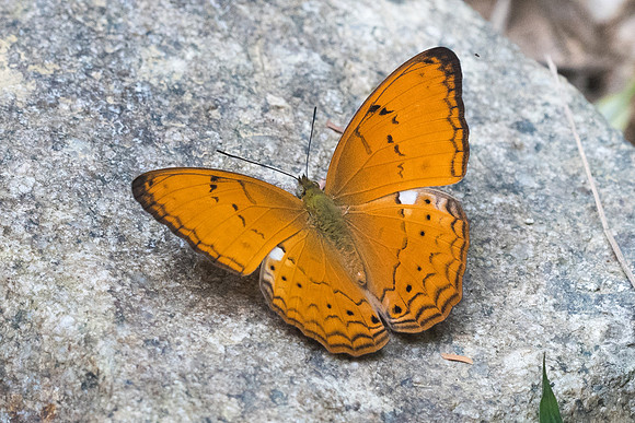 Cirrochroa tyche rotundata-1489 - Koh Samui - 18/03/23