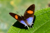 Drupadia ravindra boisduvalii -6122 Phanom Bencha Mountain Resort - 24/11/23