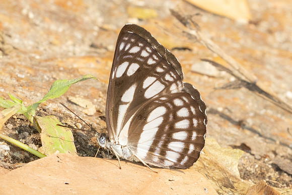Neptis magadha magadha - 7045 - Doi-Suthep - 28/03/24