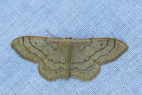 Idaea aversata_2280 - Briançon
