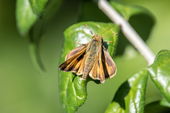 Atalopedes campestris