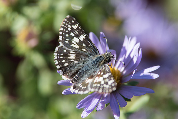 Pyrgus communis (Washington)