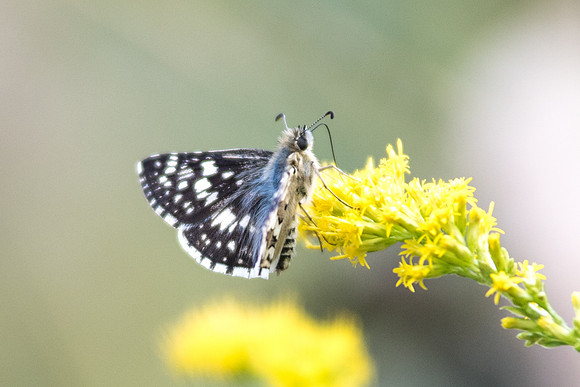 Pyrgus communis