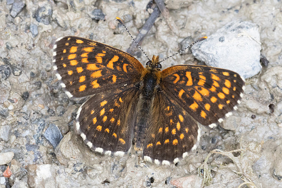 Melitaea diamina-0175
