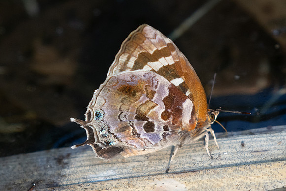 Flos asoka-6709 - Doi -Suthep  - 28/03/24