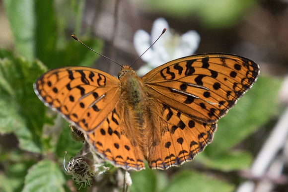 Argynnis adippe - Fontainebleau - 13/06/20