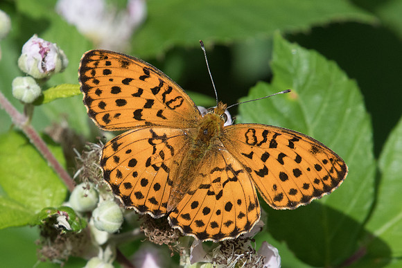 Brenthis daphne - Fontainebleau - 13/06/20