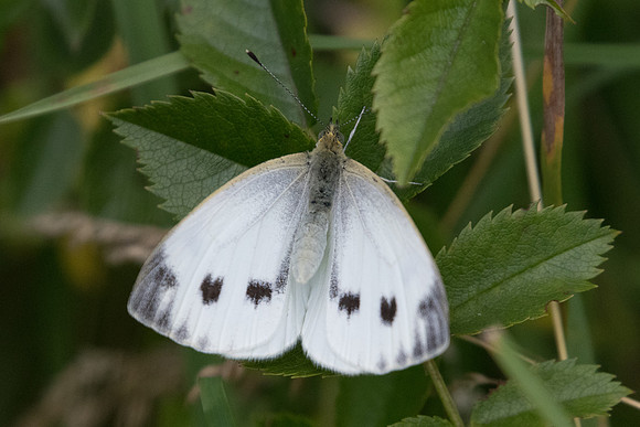 Pieris napi ♀ - Lesigny 14/06/20