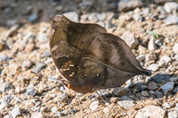 Doleschallia bisaltide-0172 - Chiang Dao - 16/11/23
