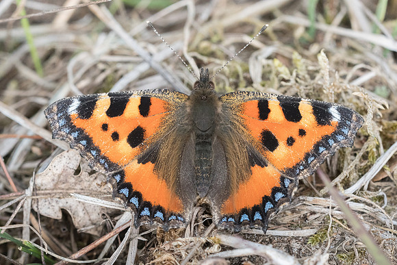 Aglais urticae - Fontainebleau