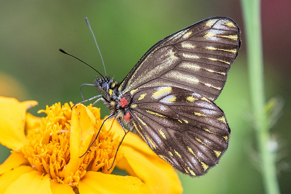 Catasticta ctemene rubricata --5854 -  Salento - 6/05/19