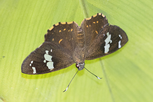 Celaenorrhinus leucocera-5955 - Doi Suthep - 27/03/25