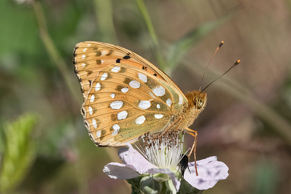 Argynnis aglaja - Fontainebleau - 24/06/20