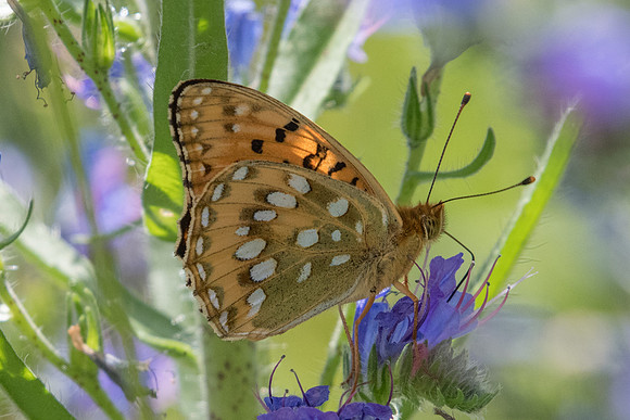 Argynnis aglaja - Fontainebleau - 24/06/20