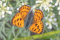 Lycaena alciphron-8129
