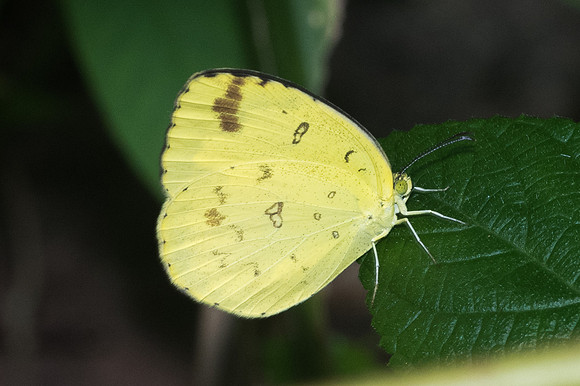 Eurema hecabe-0437 - Doi-Suthep - 13/11/2023