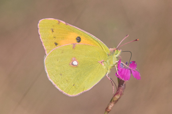Colias crocea - 1565 - Fontainebleau - 1/09/18