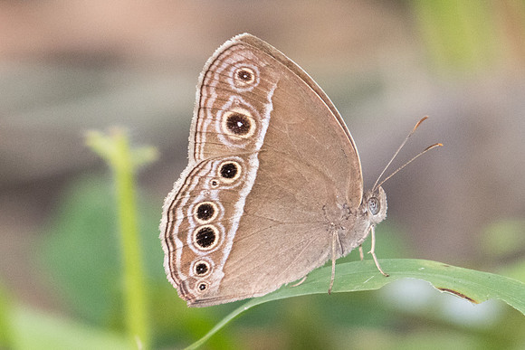 Mycalesis mineus macromalayana-9625 - Koh Samui - 16/03/23