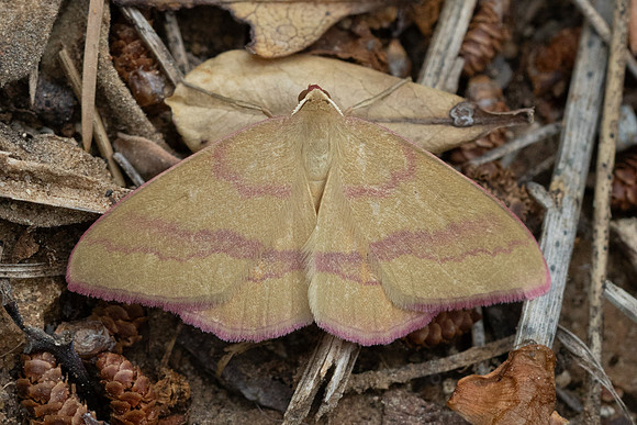 Rhodostrophia calabra-8724 - Le Beausset - 4/06/25