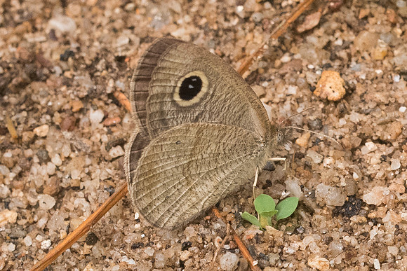 Ypthima akbar-4355 - Chiang Dao - 12/03/23
