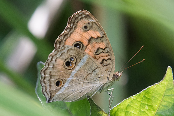 Junonia almana-2833- Koh samui -  19/03/23