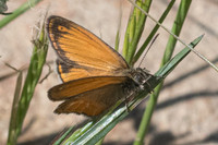 Coeno/n/ympha corinna - 9440 - Corse - 18/06/23