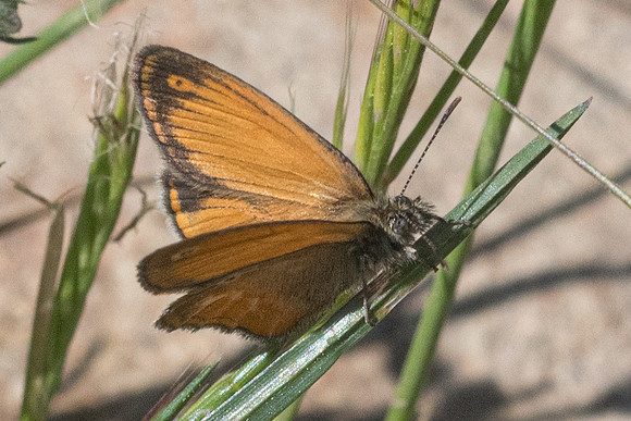 Coeno/n/ympha corinna - 9440 - Corse - 18/06/23