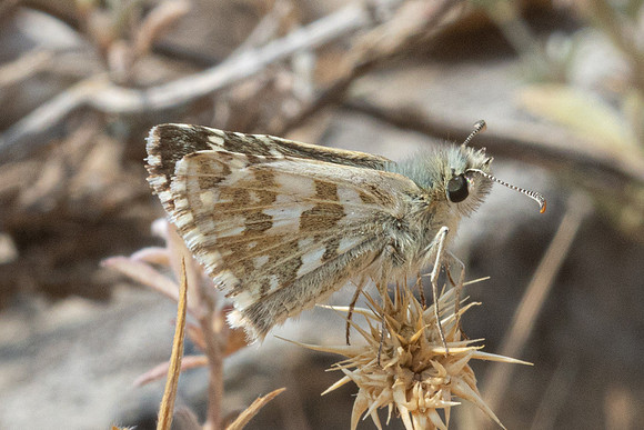 Pyrgus onopordi-9543 - Artigues - 8/06/25