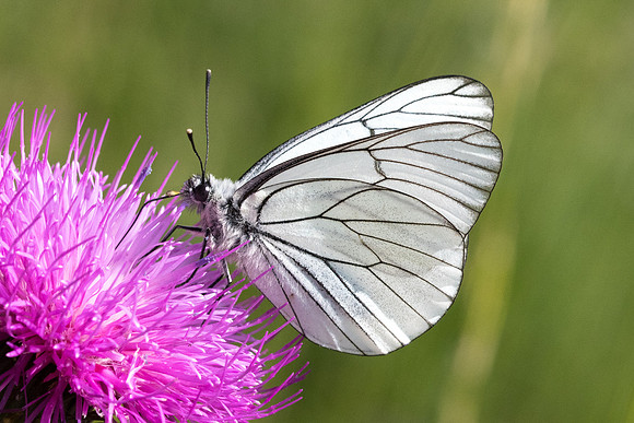 Aporia crataegi-0521 - Greolieres-les-neige - 27/06/20