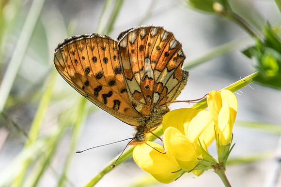Boloria euphrosyne-2903 - Uvernet-Fours - 30/06/20