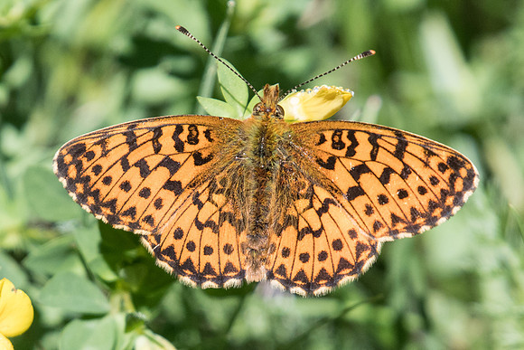 Boloria titania-4585 - Vallée de la Clarée - 3/07/20