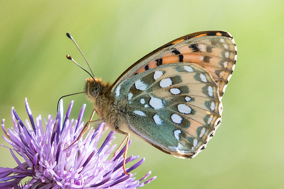 Argynnis aglaja-3342 -  Briançon (route Italie) - 1/07/20