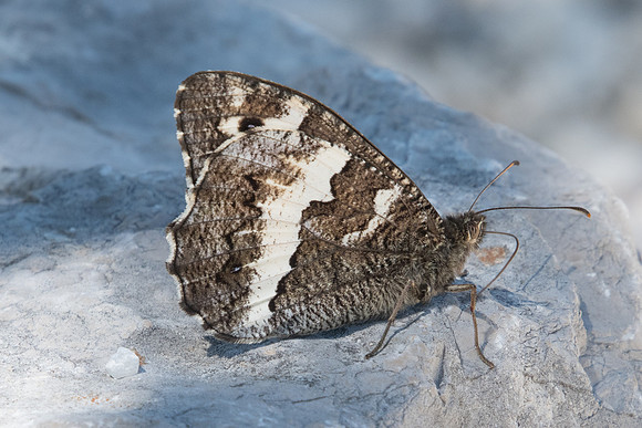 Brintesia circe-6407 - Coursegoules - 5/07/20