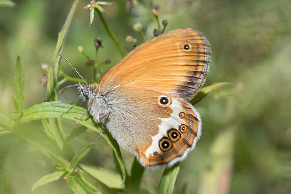Coenonympha arcania 1523 -  Rimplas - 29/06/20