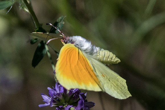 Gonepteryx cleopatra-6431 - Gourdon-Caussols - 5/07/20