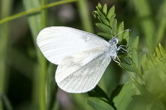 Leptidea sinapis - 0809 - Coursegoule - 28/06/20