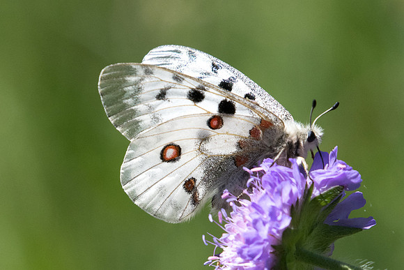 Parnassius apollo-2731 - Bayasse - 30/06/20