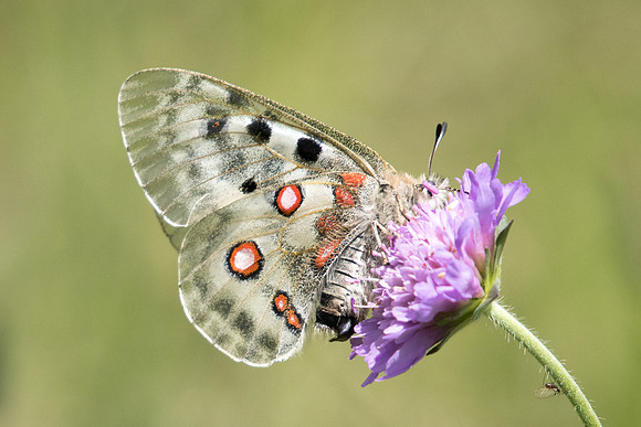 Parnassius apollo-4237 - Col de l'Izoard - 2/07/20