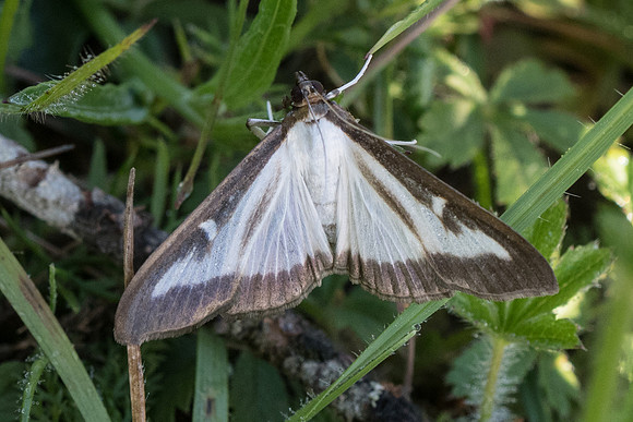 Cydalima perspectalis-0646 - Coursegoules - 28/06/20