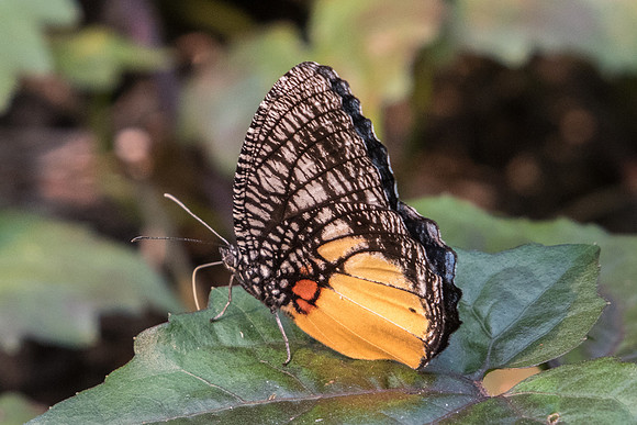 Elymnias vasudeva-1855 Doi-Suthep - 8/03/23